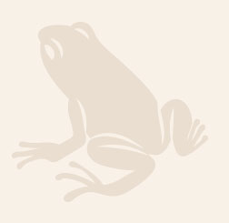 Frosch Frosch