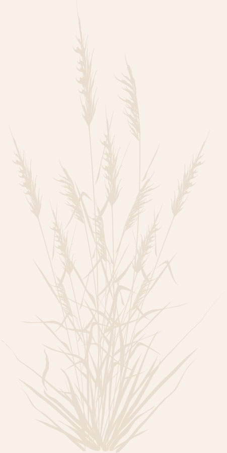 gras Gras im Moor