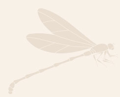 Libelle2